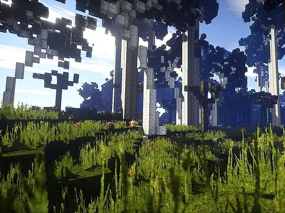 Forests
